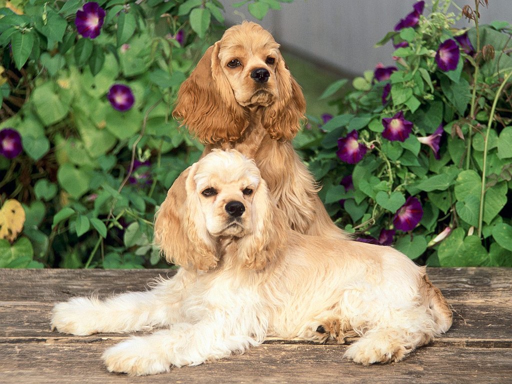 Cockers With Attitude